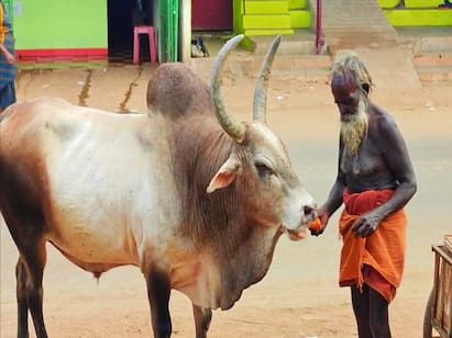 The old man who feeds the creatures and increases his love sivagangai | தண்ணீர் வண்டி இழுத்து ஜீவ ராசிகளுக்கு உணவளிக்கும் ஜீவ நதி... யார் இந்த காளிமுத்து?