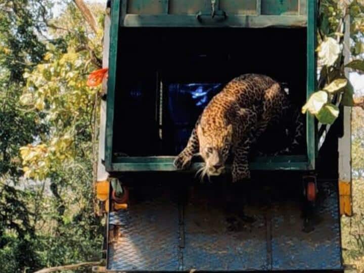 Leopard caught roaming in residential areas... Forest officials who fought for 5 days released into top slip forest! குடியிருப்பில் புகுந்த சிறுத்தை... 5 நாட்கள் போராடி பிடித்து வனப்பகுதியில் விட்ட வனத்துறையினர்... வைரல் வீடியோ
