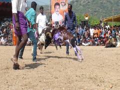 pongal 2022 | 10 ஆண்டுகளுக்கு பிறகு உசிலம்பட்டியில் நடந்த கிடா முட்டு போட்டி