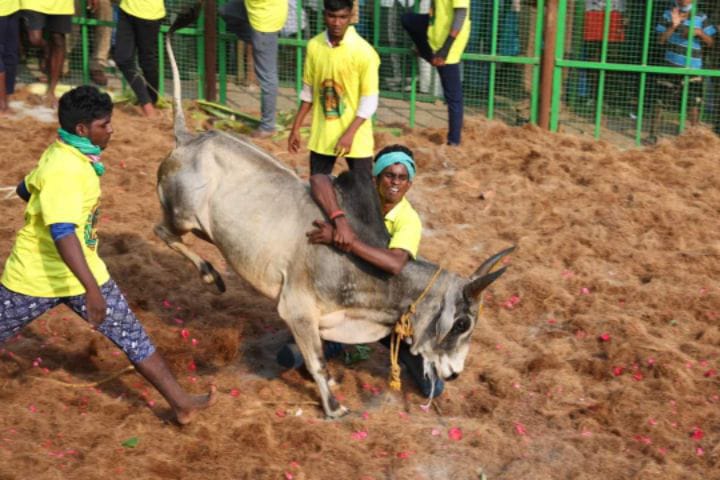 ஜல்லிக்கட்டு போட்டிக்கான நன்கொடை வழங்கலாம்  - மதுரை ஆட்சியர்  அறிவிப்பு