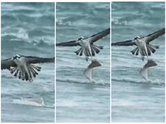 Watch: पानी के अंदर तैर रही मछली का गुस्साए बाज ने किया शिकार, वीडियो देख अटक जाएंगी सांसे