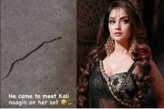 કાલી નાગિનને મળવા પહોંચ્યો સાપ, જુઓ તસવીરો