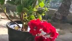 Self Watering Plants : మొక్కలకు నీళ్లు పోయడానికి బద్ధకమా? అయితే ఇలా చేయండి