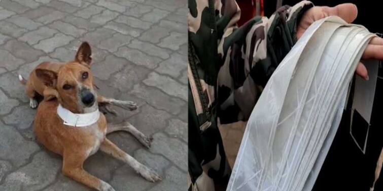 Durgapur man gifts radium belts to street dogs to save them from road accident Durgapur News: দুর্ঘটনা থেকে বাঁচুক ওরা, জন্মদিনে পথকুকুরদের রেডিয়াম বেল্ট উপহার যুবকের