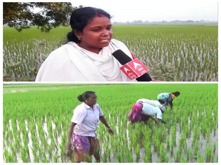 Watch video | நாங்க கை வச்சா... மண்ணெல்லாம் பொன்னு தான்.. விவசாயத்தை அடையாளமாக்கிய கிராம பெண்கள்!