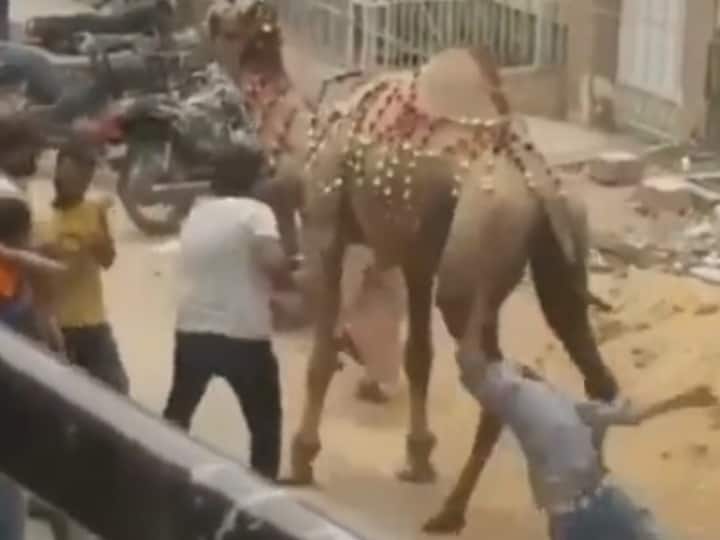A Boy hitting camel, video getting viral on social media, watch this funny and viral video Watch: ऊंट के साथ छेड़छाड़ करना इस लड़के को पड़ा भारी, ऊंट ने जो किया वह देख हो जाएंगे हैरान