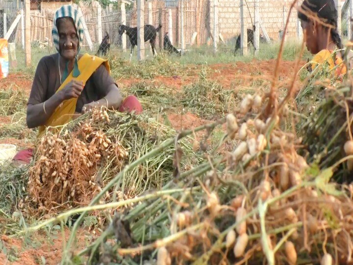 ராமநாதபுரம் மாவட்டத்தில் நிலக்கடலை விளைச்சல் அமோகம் - அறுவடையில் விவசாயிகள் மும்முரம்