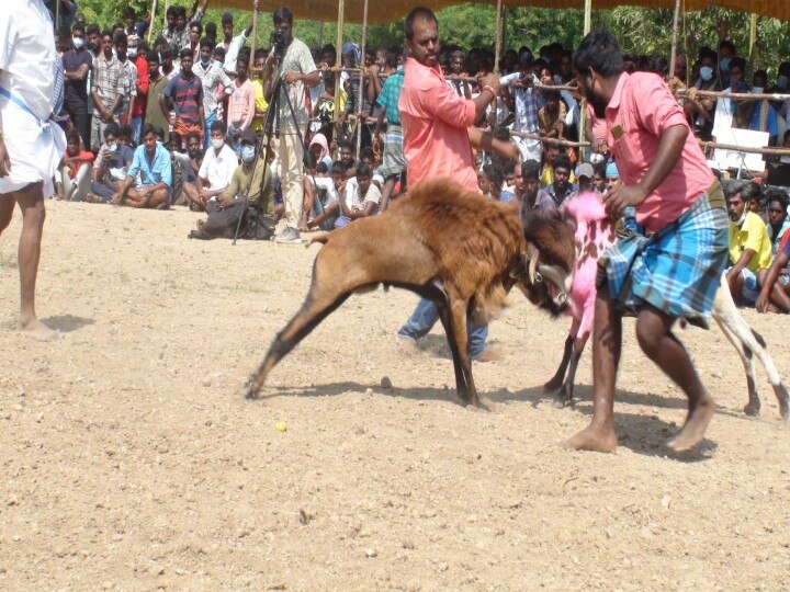 pongal 2022 | 10 ஆண்டுகளுக்கு பிறகு உசிலம்பட்டியில் நடந்த கிடா முட்டு போட்டி