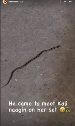 કાલી નાગિનને મળવા પહોંચ્યો સાપ, જુઓ તસવીરો