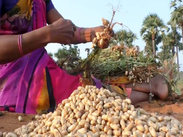 Groundnut yielding in Ramanathapuram , makes farmers content ராமநாதபுரம் மாவட்டத்தில் நிலக்கடலை விளைச்சல் அமோகம் - அறுவடையில் விவசாயிகள் மும்முரம்
