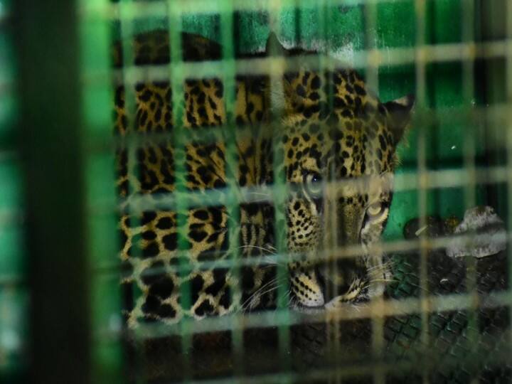 Leopard trapped in forest cage after 5 days of struggle in Coimbatore கோவை : ஒருவழியாக வனத்துறை வைத்த கூண்டில் சிக்கியது சிறுத்தை.. அடுத்த நடவடிக்கை தெரியுமா?