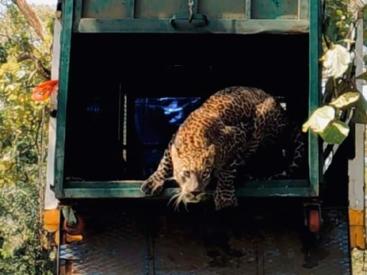 Caged leopard released in Topslip forest in Coimbatore Watch video | கோவையில் கூண்டில் சிக்கிய சிறுத்தை டாப்சிலிப் வனப்பகுதியில் விடுவிப்பு..!