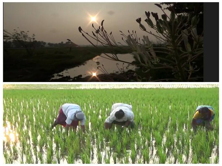 Watch video | நாங்க கை வச்சா... மண்ணெல்லாம் பொன்னு தான்.. விவசாயத்தை அடையாளமாக்கிய கிராம பெண்கள்!