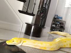 सांप का घर में आ जाना होता है शुभ या अशुभ, जानें क्या होता है इसका आर्थिक स्थिति पर असर