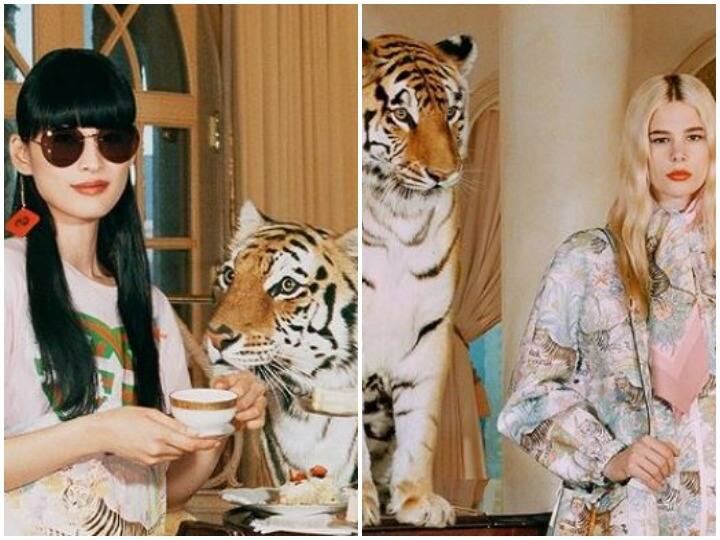 Gucci used real tigers for advertisement getting criticized on social media Watch: Gucci ने विज्ञापन के लिए असली बाघों का किया इस्तेमाल, सोशल मीडिया पर हो रही आलोचना