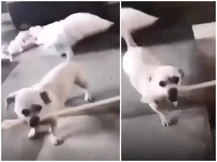 Dog Beating lady badly with stick watch viral funny dog video trending video dog beating lady Watch: कुत्ते ने डंडा उठाकर की महिला की ऐसी पिटाई, वीडियो देखकर सहमे लोग
