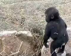 Elon Musk Tweet On APE: ఓ కోతి వింత చేష్టల వీడియో కి రెస్పాండైన ఎలన్ మస్క్..!