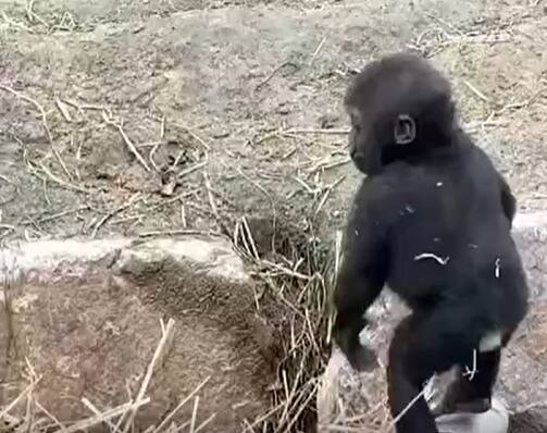 Elon Musk Tweet On APE: ఓ కోతి వింత చేష్టల వీడియో కి రెస్పాండైన ఎలన్ మస్క్..!