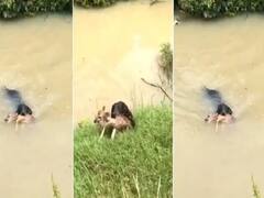 Watch: पानी में डूब रहा था हिरण का बच्चा, कुत्ते ने हीरो बनकर बचाई जान