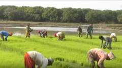 Uttarakhand Labour in Telangana: ఉత్సాహంగా నాట్లు వేస్తున్న ఉత్తరాఖండ్ కూలీలు | ABP Desam