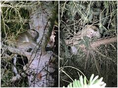 Trending News: क्यों ट्रक से फरार एक बंदर बन गया अमेरिका की पुलिस के लिए मुसीबत, ये है वजह