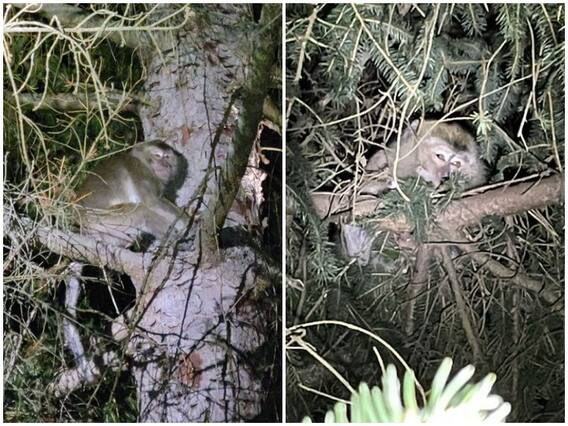 Trending News: क्यों ट्रक से फरार एक बंदर बन गया अमेरिका की पुलिस के लिए मुसीबत, ये है वजह Trending News: क्यों ट्रक से फरार एक बंदर बन गया अमेरिका की पुलिस के लिए मुसीबत, ये है वजह