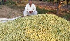 આમળાની ખેતીથી અઢળક આવક કરે છે આ ગુજરાતી ખેડૂત