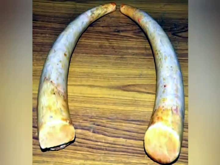 The kidnappers caught the ivory without knowing the price and asked the forest officer for the price யானை தந்தத்தின் விலை தெரியாமல் வனத்துறை அதிகாரியிடம் கேட்டு மாட்டிக்கொண்ட கடத்தல்காரர்கள்