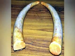 யானை தந்தத்தின் விலை தெரியாமல் வனத்துறை அதிகாரியிடம் கேட்டு மாட்டிக்கொண்ட கடத்தல்காரர்கள்