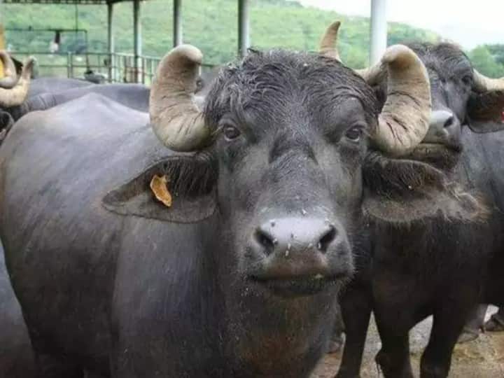 Trending News: शख्स से पहले छीने गए पैसे, फिर चाकू की नोक पर लूटी गईं ₹6.5 लाख कीमत की 13 भैंसें gujarat Firstly money was snatched from the man, then 13 buffaloes worth 6.5 lakh were robbed Trending News: शख्स से पहले छीने गए पैसे, फिर चाकू की नोक पर लूटी गईं ₹6.5 लाख कीमत की 13 भैंसें