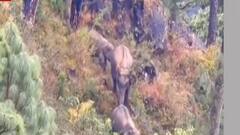 गांव में घुसा हाथियों का झुण्ड, निकालने के लिए मशक्कत | Latest News