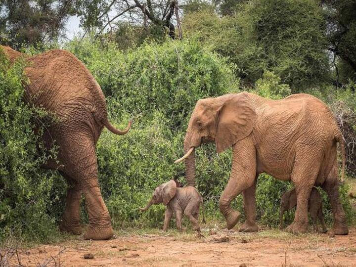 Rare twin elephants born in Kenya face fight for survival வடக்கு கென்யாவில் அரிதாக இரட்டை குட்டிகள் ஈன்ற யானை… இயற்கை ஆர்வலர்கள் மகிழ்ச்சி!