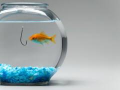 French Pet Care Firm Stops Selling Fish Bowls, Says They Drive Fish Crazy And Kills Them Quickly