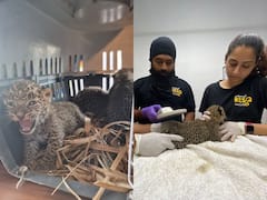 Leopard cubs: पुणे में वन विभाग ने रेस्क्यू किए तीन तेंदुए शावक, 2 मादा और एक नर, देखें तस्वीरें