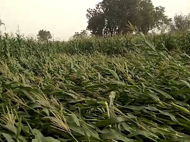 Maharashtra Weather Update latest update Crops in crisis due to changing climate in the state; Farmers in trouble Weather Update : राज्यात बदलत्या वातावरणामुळं पिकांवर संक्रांत; शेतकरी अडचणीत