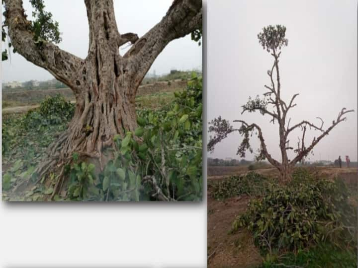 Delhi News:  historic tree in Delhi, 120 year old banyan tree Delhi News: दिल्ली में ऐतिहासिक पेड़ को बचाने के लिए लोग कर रहें हैं 24 घंटे निगरानी, जानिए क्या है पूरा मामला