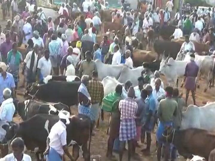 The Dindigul cattle market traded up to Rs 5 crore in a single day today திண்டுக்கல் மாட்டுச்சந்தையில் ஒரே நாளில் 5 கோடிக்கு வர்த்தகம்