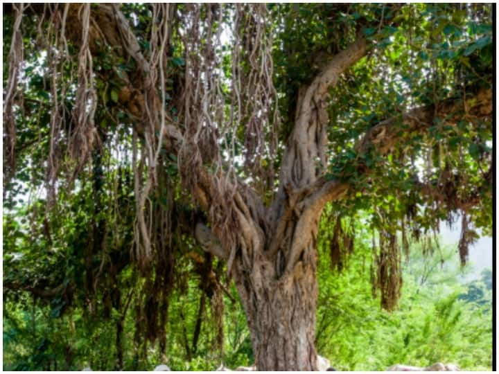 In this village of Delhi, there was a huge controversy over the 100-year-old banyan tree, know what is the whole matter ANN Delhi के इस गांव में 100 साल पुराने बरगद पेड़ को लेकर हुआ भारी विवाद, जानें क्या है पूरा मामला