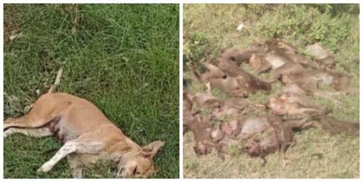 Police are conducting an intensive investigation into the deaths of 24 monkeys and 12 dogs in Trichy district. திருச்சியில் 24 குரங்குகள், 12 நாய்கள் விஷம் வைத்து கொலை