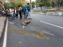 Tirumala: తిరుమలలో జింక మృతికి భక్తుల కంటతడి.. విషయం తెలిస్తే మీ కళ్లు కూడా చెమరుస్తాయి