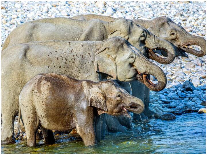 elephant counting confusing social media users can you count seven elephants in this photo Trending News: सात हाथियों की इस तस्वीर ने इंटरनेट पर घुमाया सबका दिमाग, नहीं सुलझ रही ये पहेली