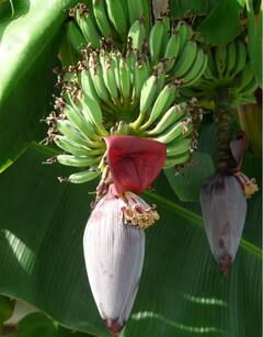 Benefits Of Green Banana: পেটের সমস্যায় ভুগছেন? খাদ্যতালিকায় রাখুন কাঁচকলা