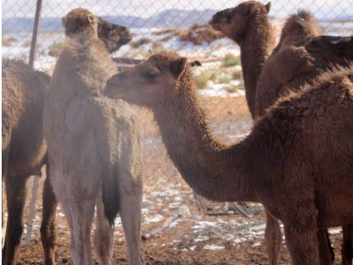 Camels surrounded by snow | Photo: Instagram/@karim_bouchetat