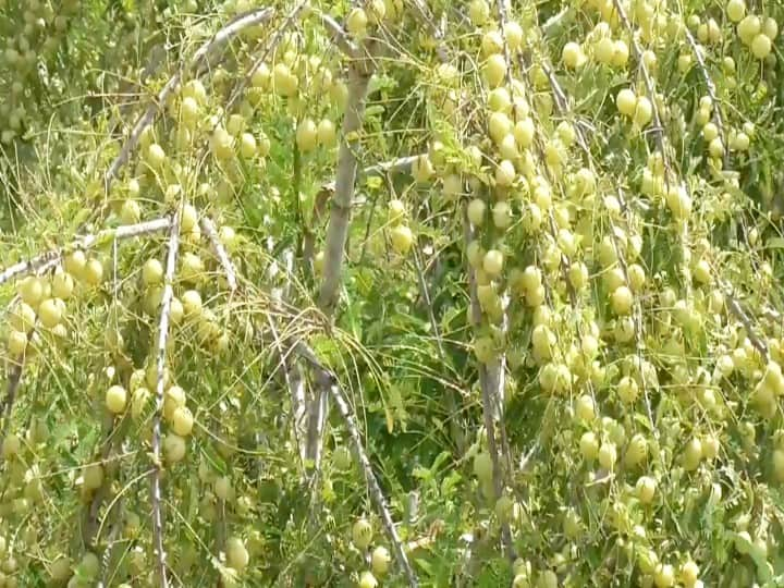 Gooseberry high yield leads to pricefall in Kamudhi கமுதி அருகே நெல்லிக்காய் விளைச்சல் அதிகரிப்பு - விலைகுறைவால்  விவசாயிகள் கவலை