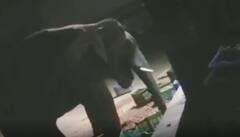 Elephant: బంగారుపాళ్యం మండలం, మొగిలిలో ఏనుగులు హల్ చల్.