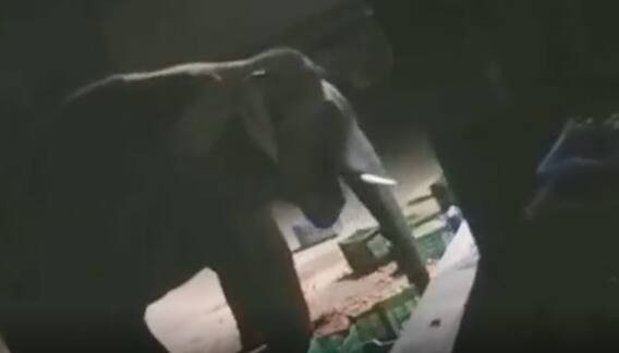 Elephant: బంగారుపాళ్యం మండలం, మొగిలిలో ఏనుగులు హల్ చల్.