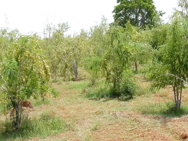 கமுதி அருகே நெல்லிக்காய் விளைச்சல் அதிகரிப்பு - விலைகுறைவால்  விவசாயிகள் கவலை