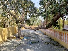 Rajasthan News: यहां पेड़ों को भगवान मानते हैं लोग, देवता की इजाजत में बिना नहीं करते ये काम...जानें- सबसे बड़ी बात 