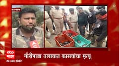 Kalyan: गौरीपाडा तलावात कासवांचा मृत्यू ABP Majha