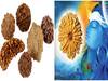Rudraksha : ఈ ముఖి రుద్రాక్ష ధరిస్తే ఐశ్వర్యం-అదృష్టం.. ఈ ముఖి రుద్రాక్ష వేసుకుంటే మృత్యుదోషం పోతుందట...